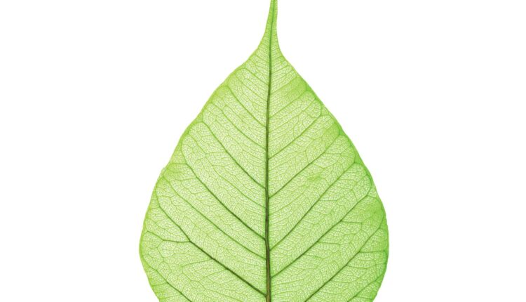SABIC is now offering bio-based versions of all NORYL, Flexible NORYL, NORYL GTX and NORYL PPX resin grades to help customers meet increasingly rigorous sustainability goals.